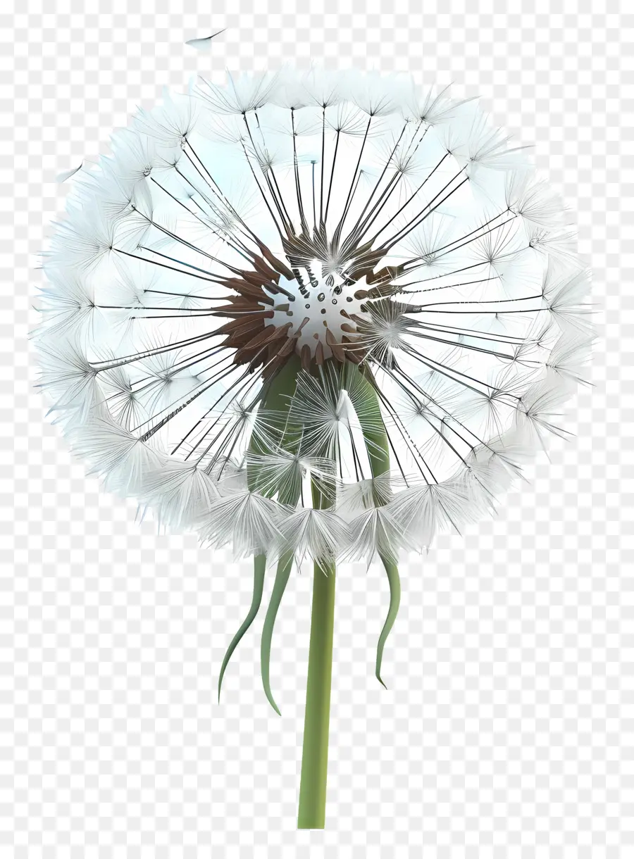 Pissenlit，Fleur PNG