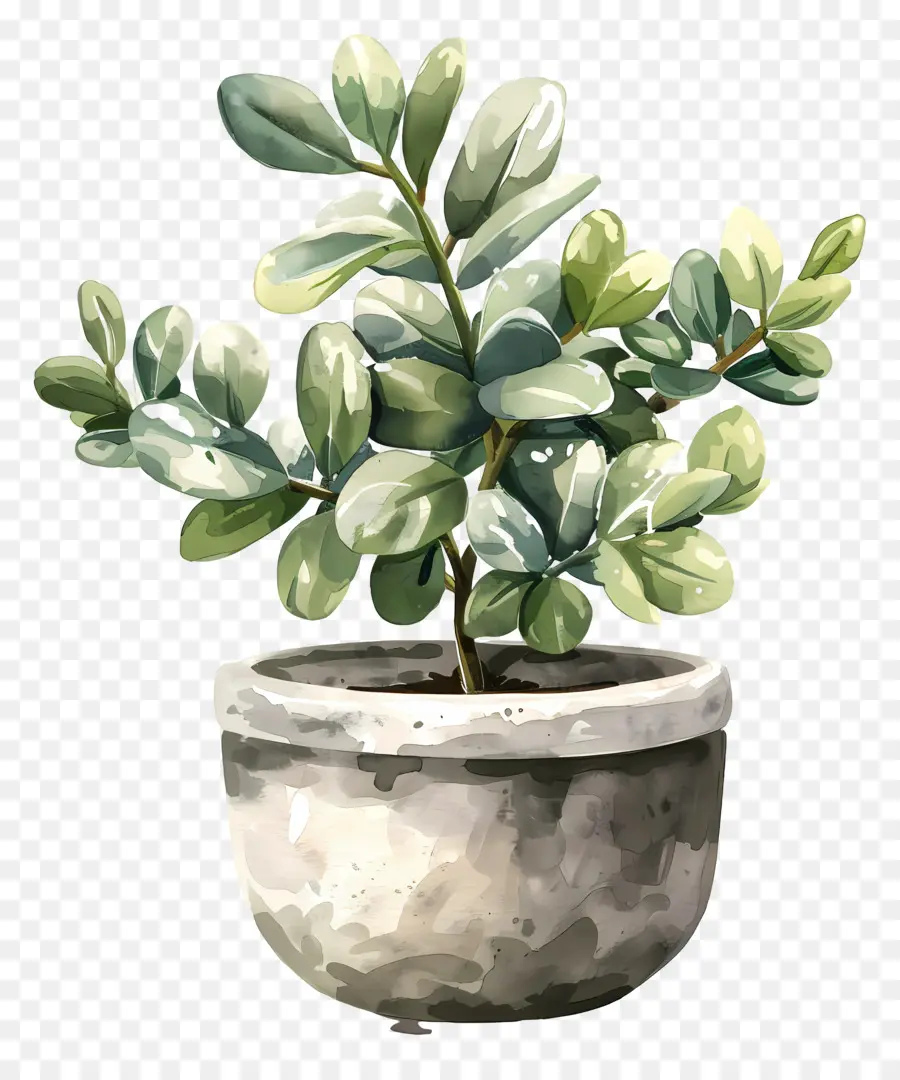 Plante De Jade Variée，Illustration Aquarelle PNG