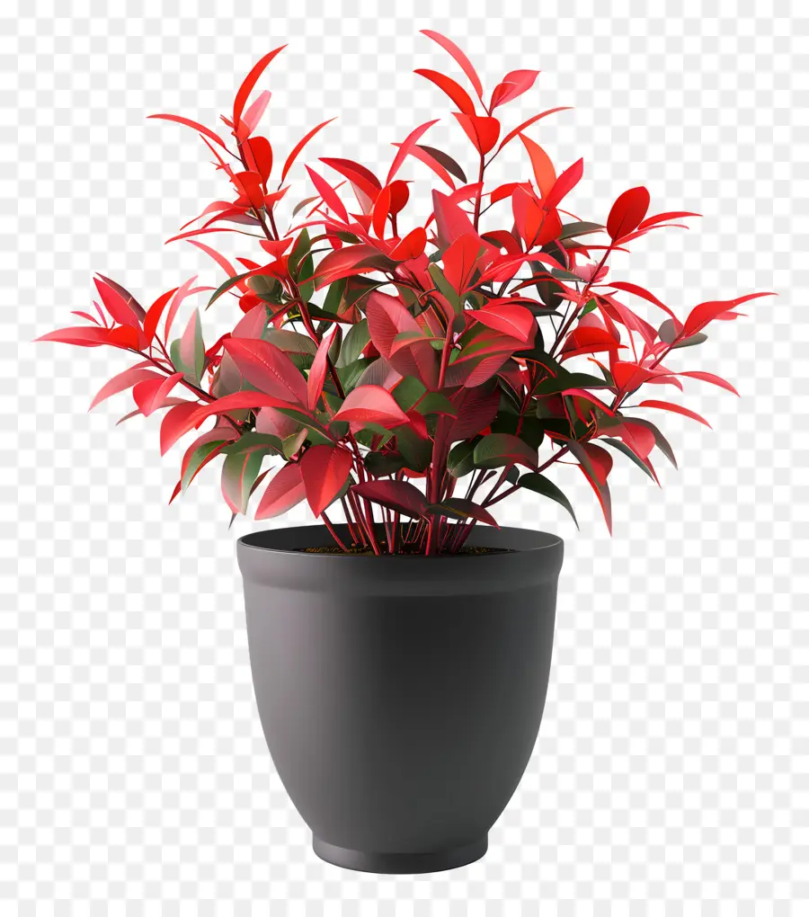 Nandina Domestique，Plante Rouge PNG