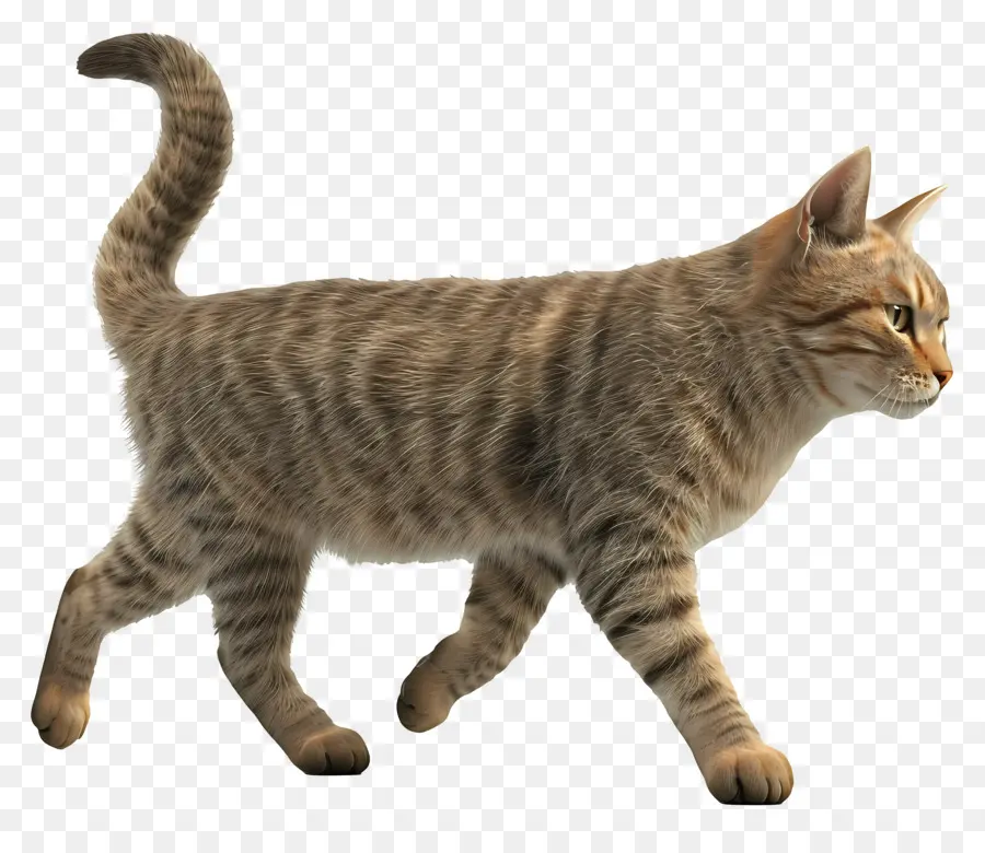 Vue Latérale Du Chat Qui Marche，Chat Gris PNG