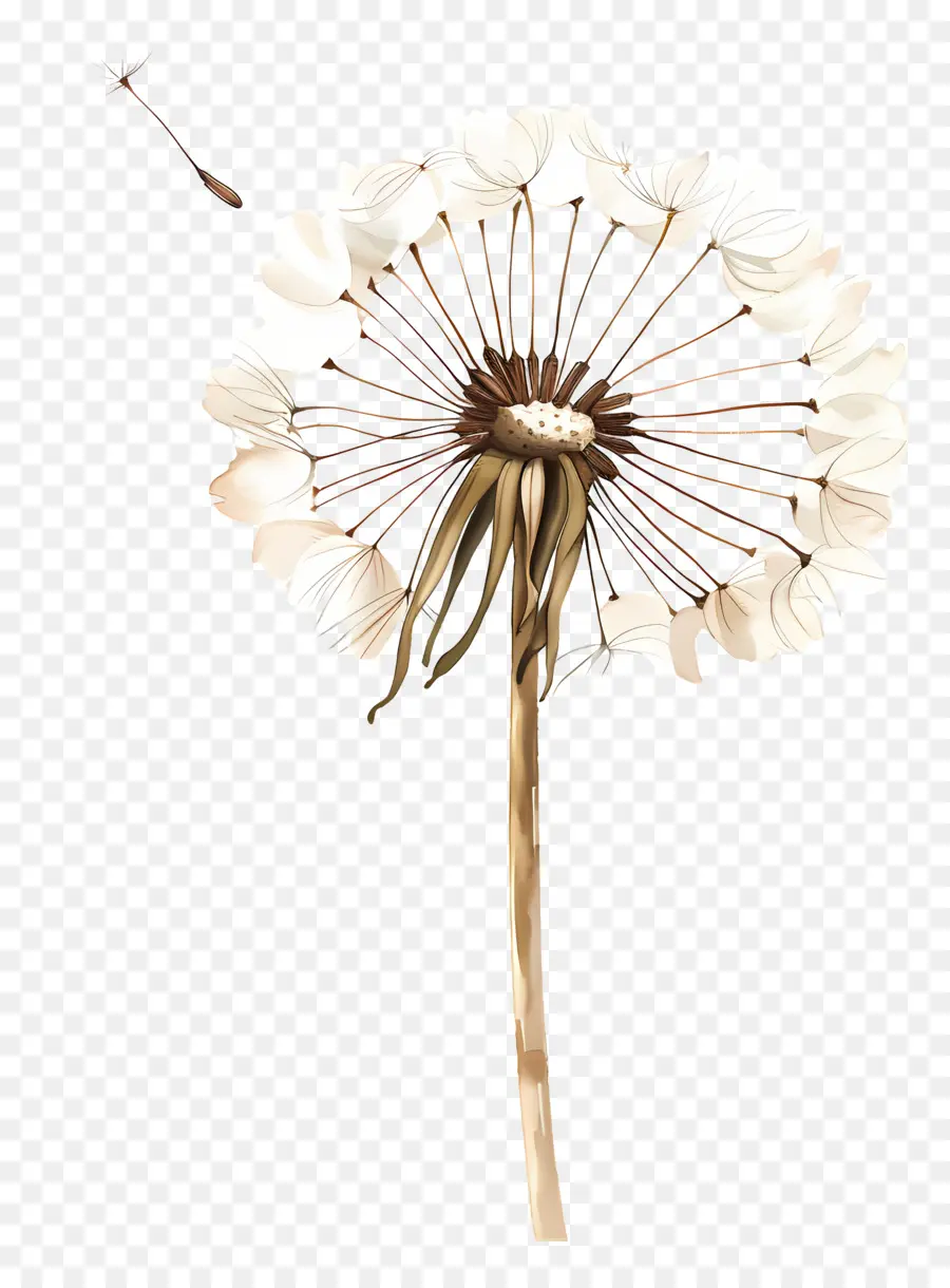 Pissenlit，Fleur PNG