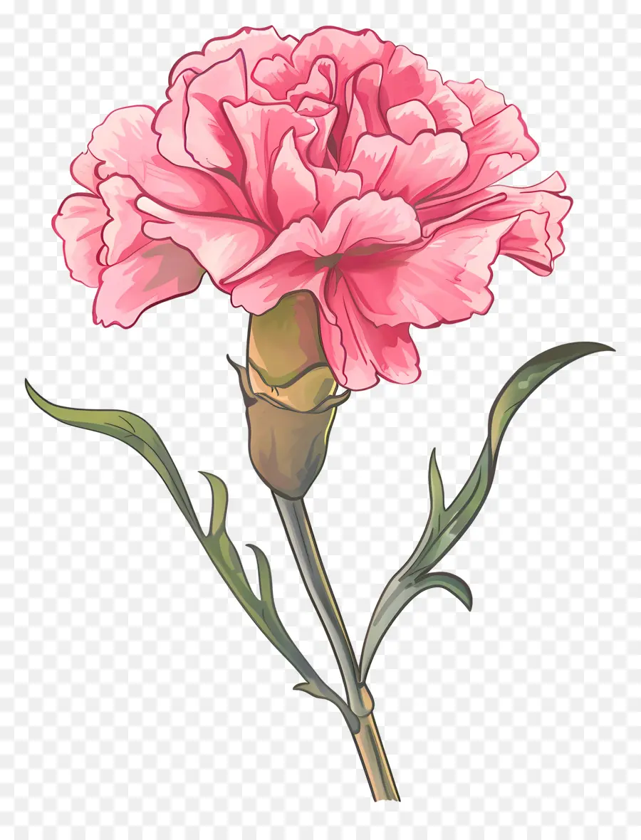 Oeillet Rose，Fleur PNG