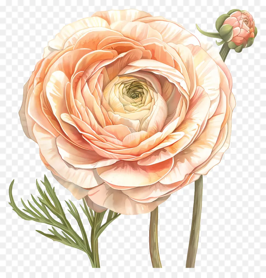 Fleur De Renoncule，Orange Rose PNG