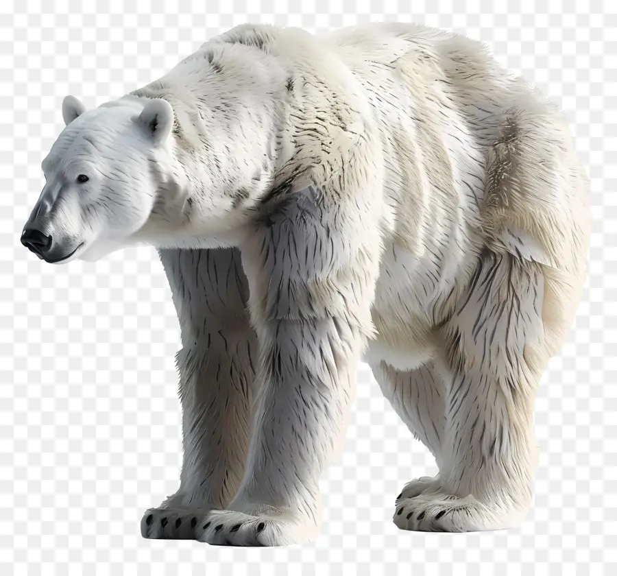 Vue Latérale De L'ours Polaire，L'ours Polaire PNG