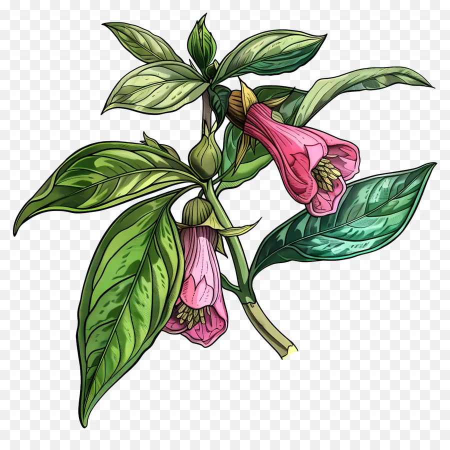 Fleur De Baume，Plante PNG