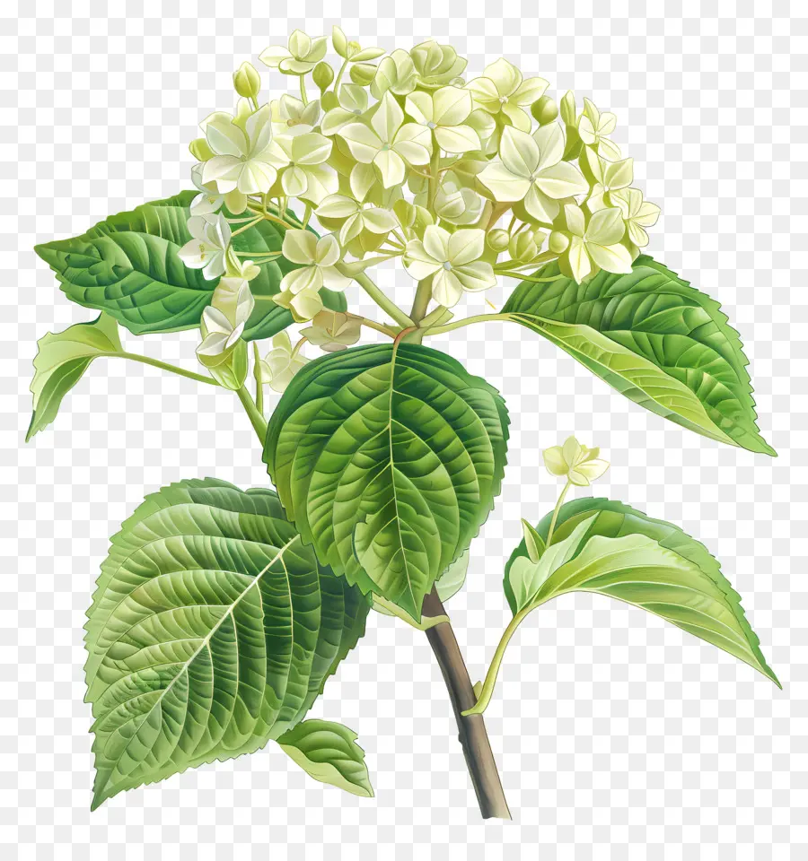 Hortensia Quercifolia Pipi Pipi，Hortensia PNG