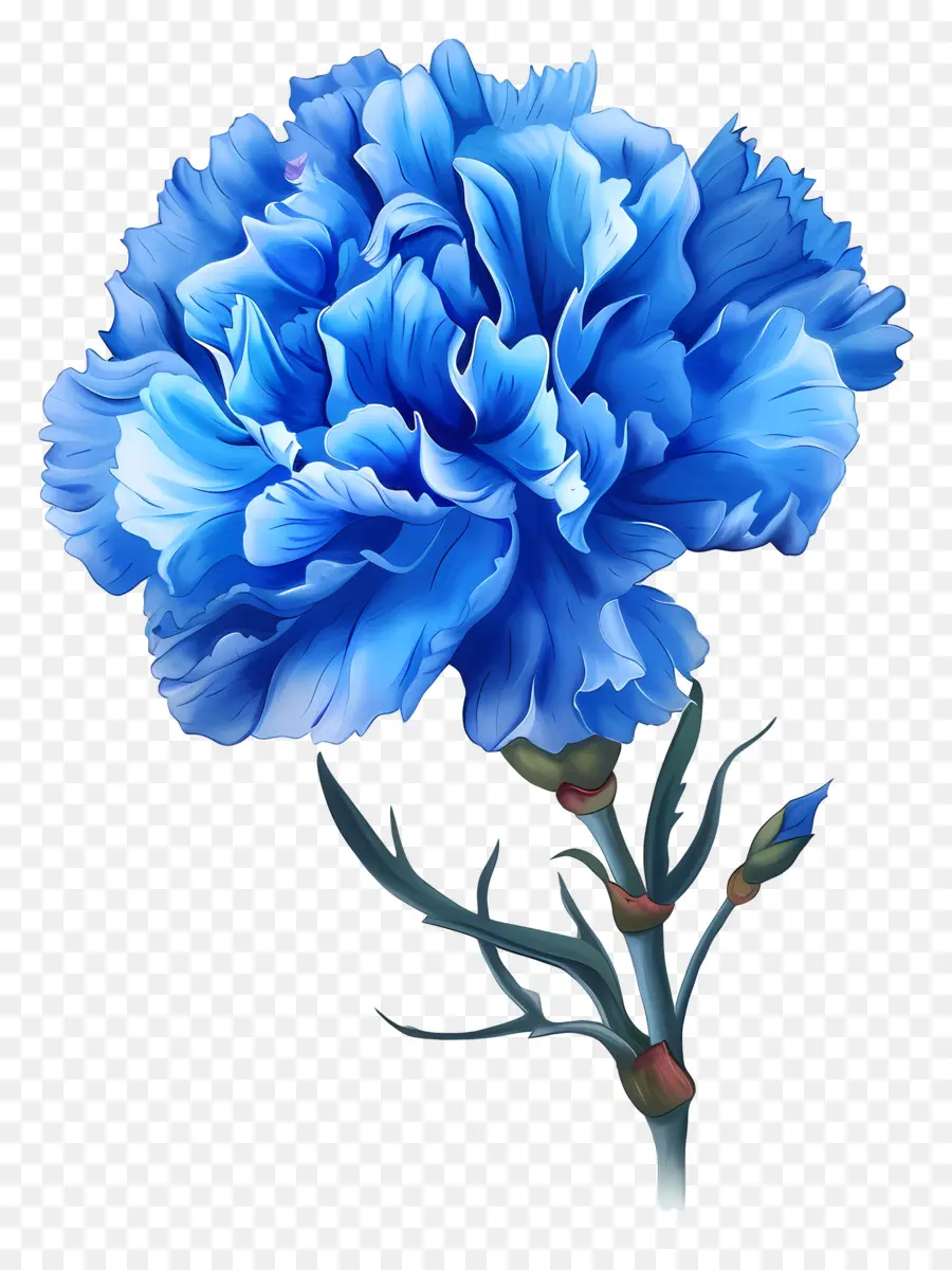 Carnation Bleu，Carnation Bleue PNG