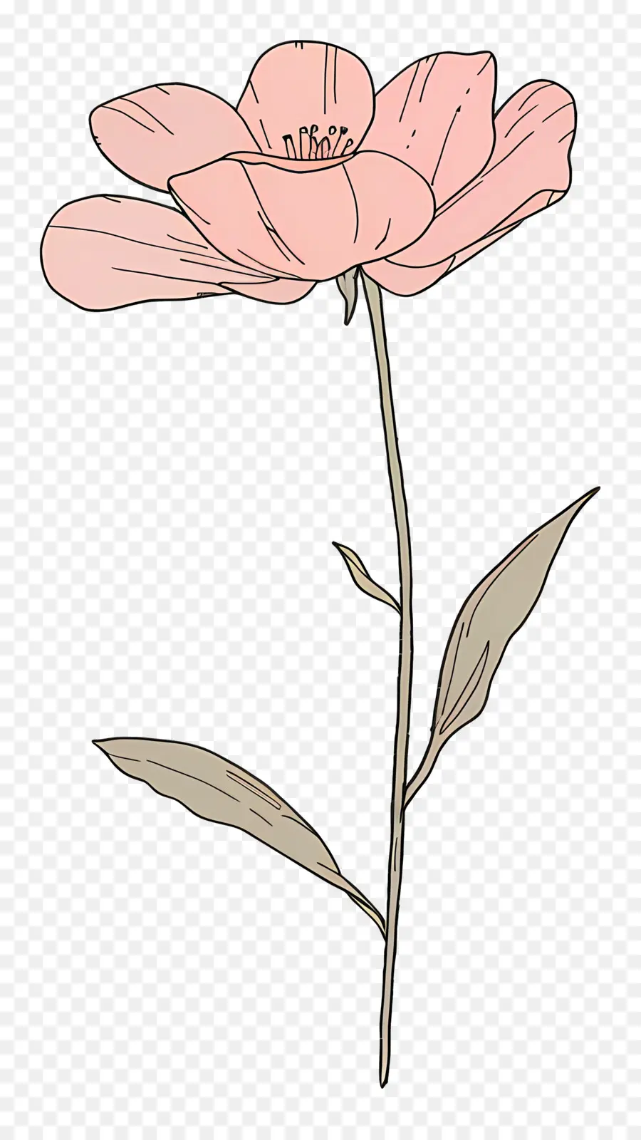 Fleur Rose，Arrière Plan Noir PNG