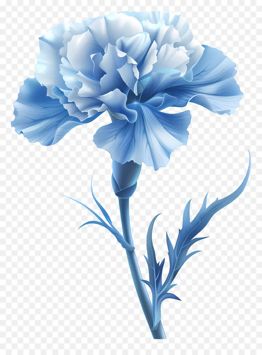 Carnation Bleu，Carnation Bleue PNG