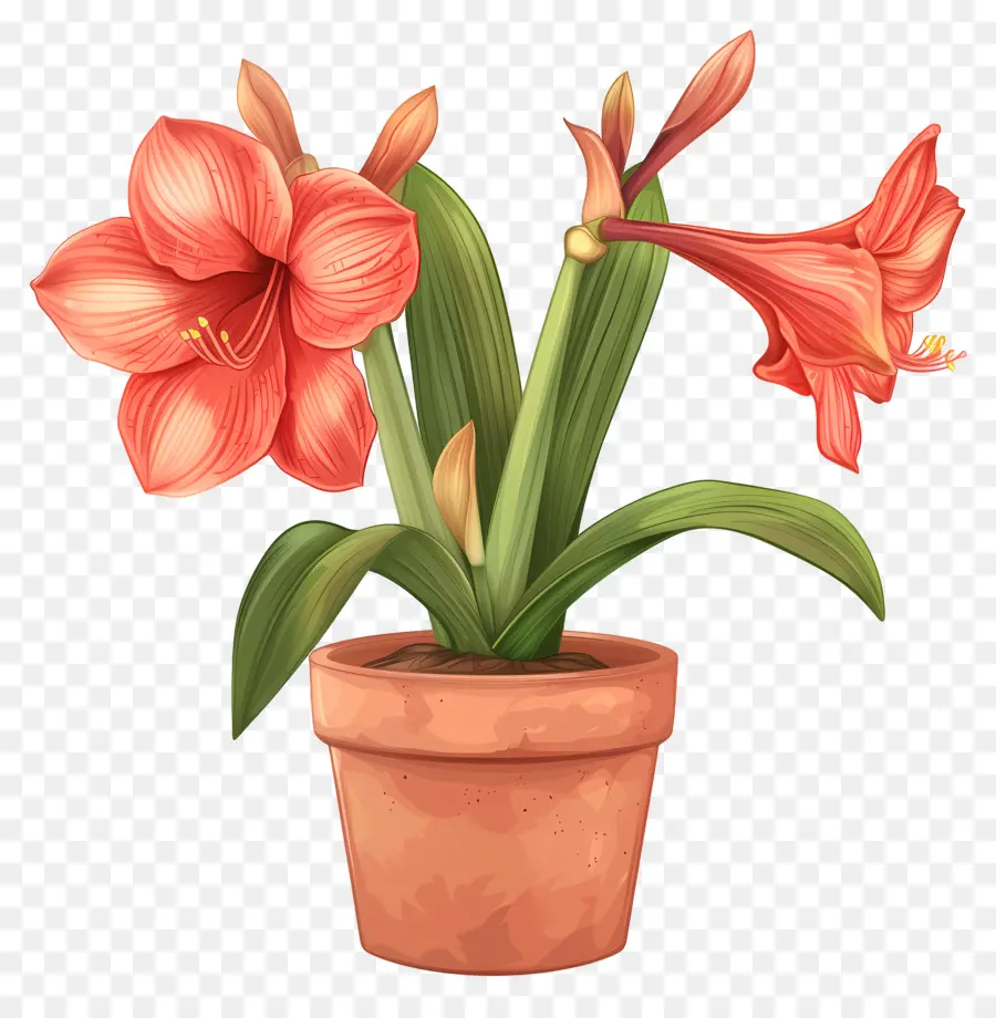 Fleur D'amaryllis En Pot，Fleur D'amaryllis PNG
