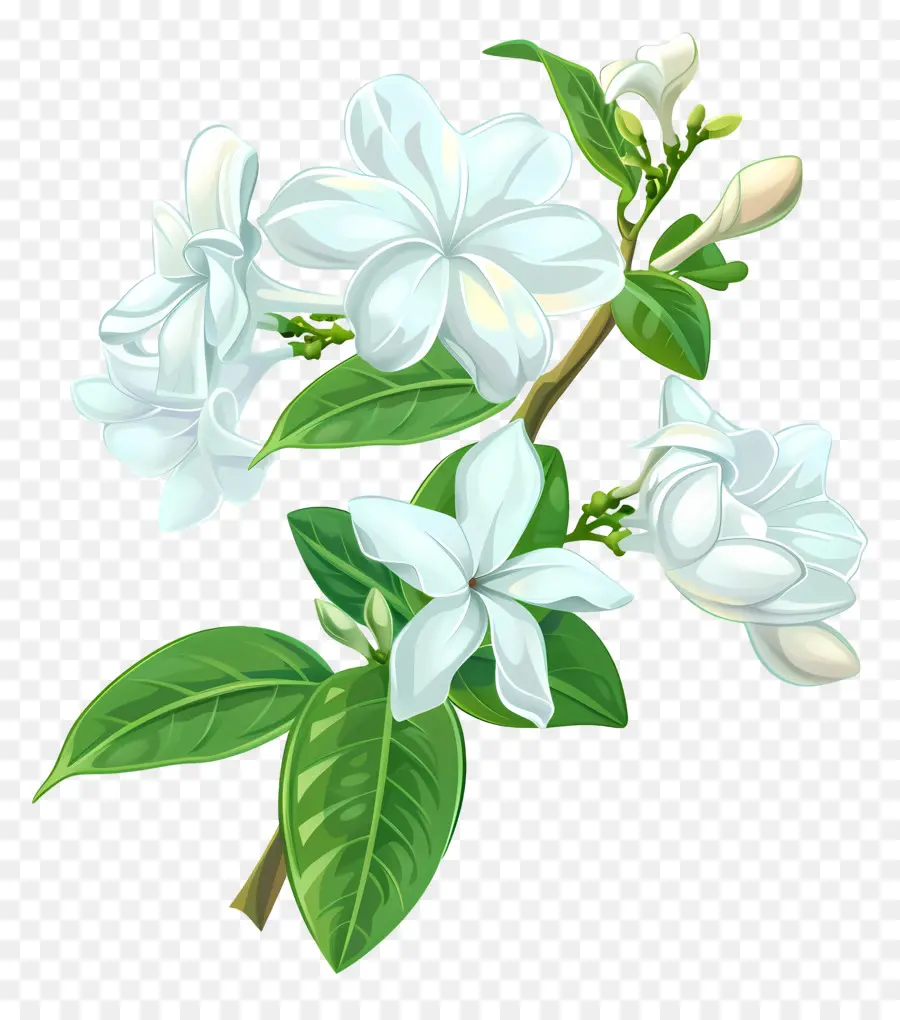 Fleur De Jasmin，Jasmin Blanc PNG