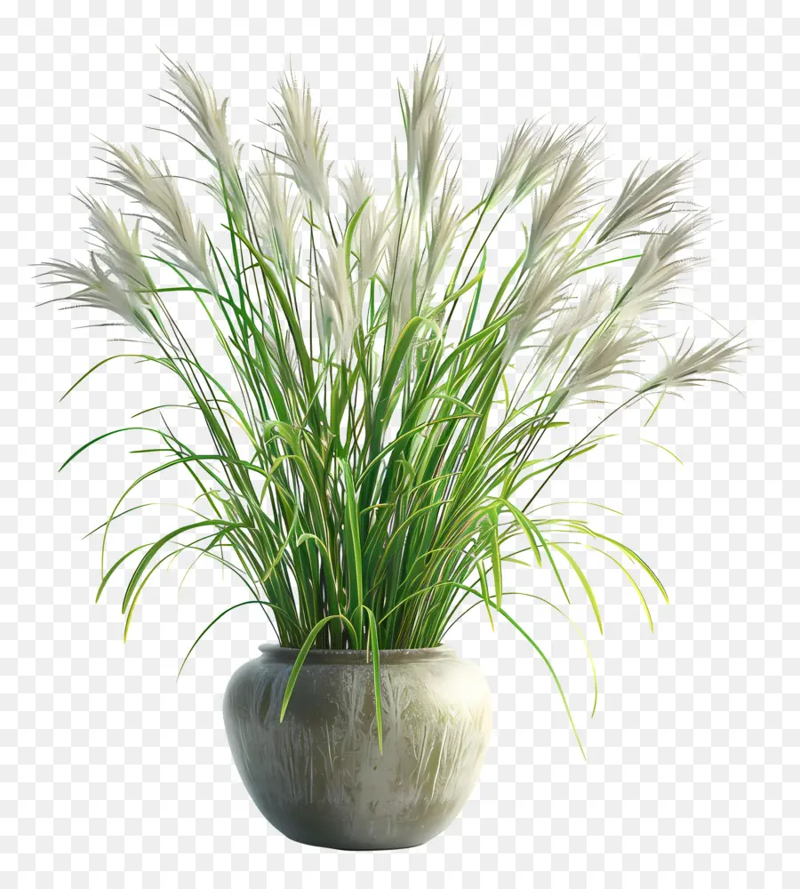 Miscanthus Sinensis，Plante En Pot PNG