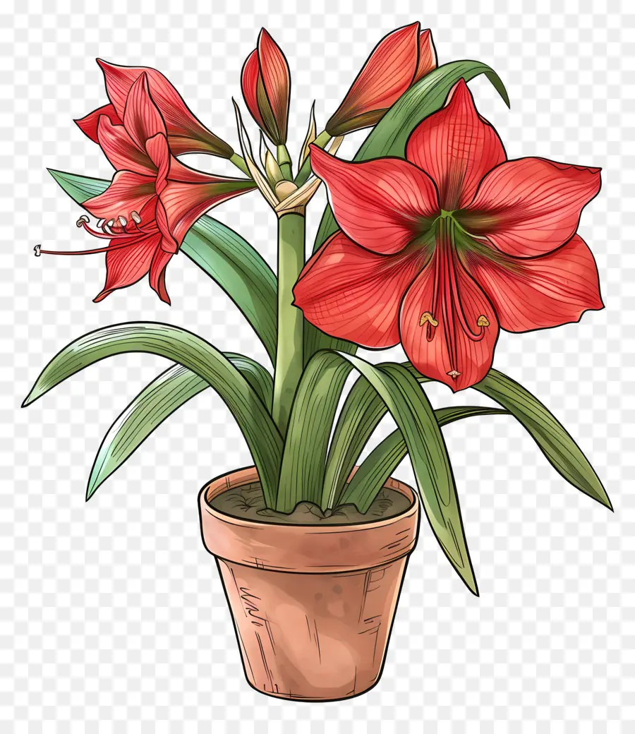Fleur D'amaryllis En Pot，Plante Amel PNG