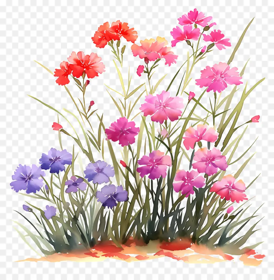 Jardin Fleuri，Fleurs Colorées PNG