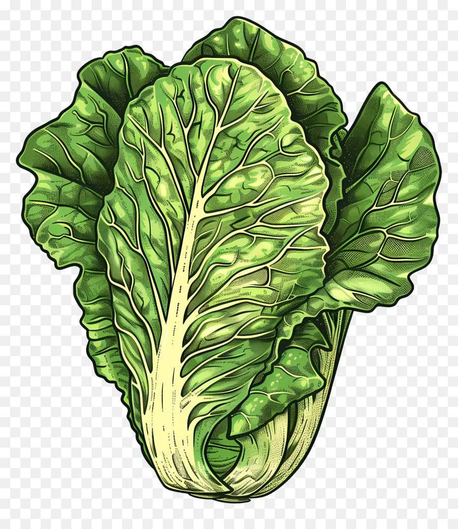 Laitue Romaine，Laitue PNG