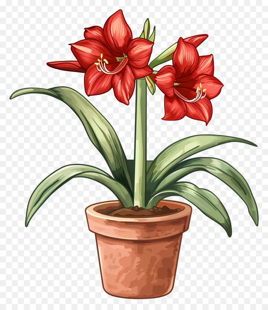 Fleur D'amaryllis En Pot，Amaryllis PNG