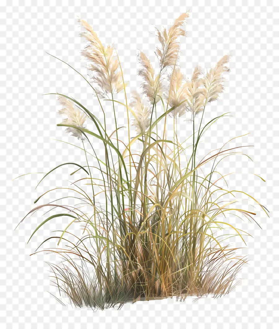 Miscanthus Sinensis，L'herbe PNG