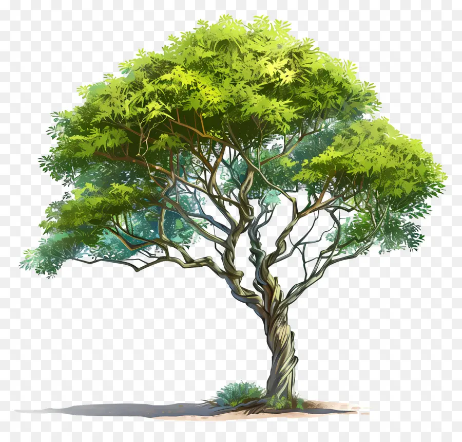 Acacia，Arbre PNG