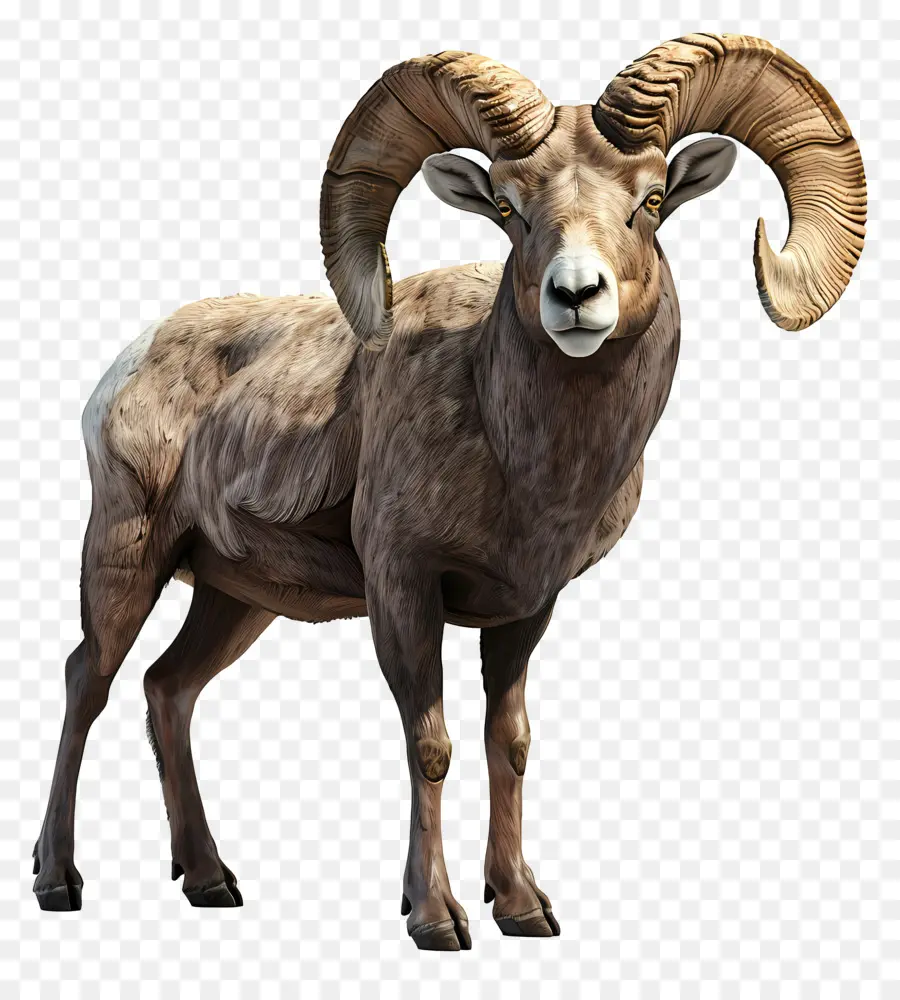 Le Mouflon D'amérique，Les Moutons PNG