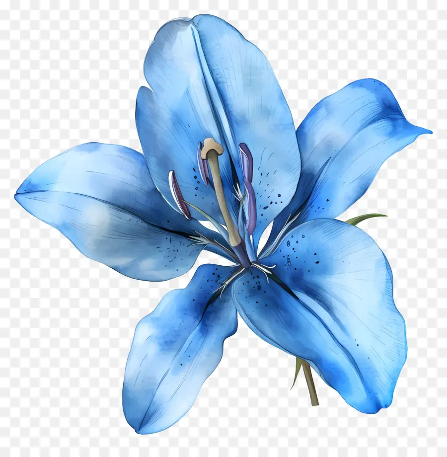 Lily Bleue，Fleur Bleue PNG