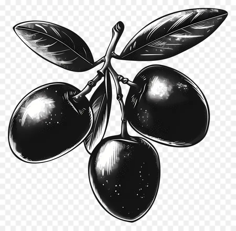 Olives Noires，Feuilles PNG