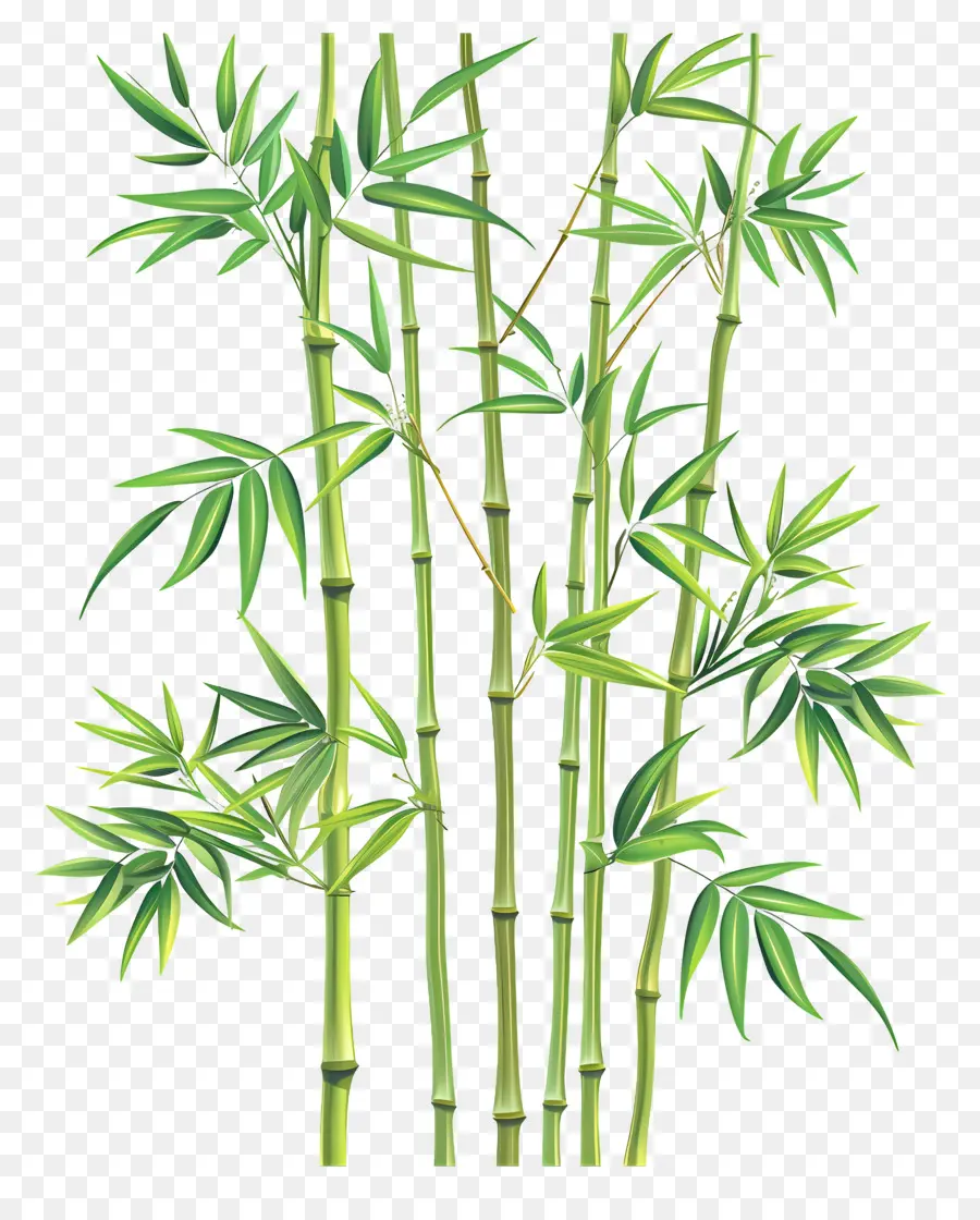 Bambou，Des Plantes De Bambou PNG