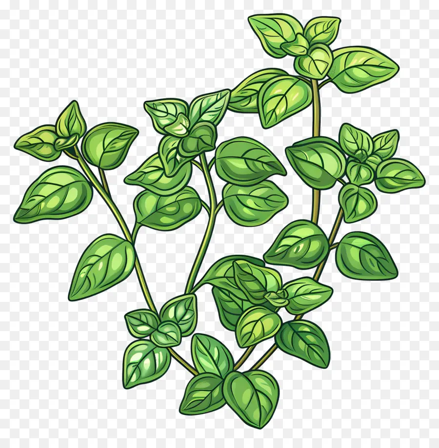 L'origan，Plante Verte Feuillue PNG