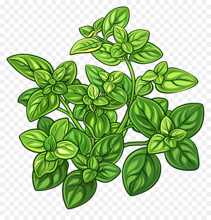 L'origan，Plante Verte PNG