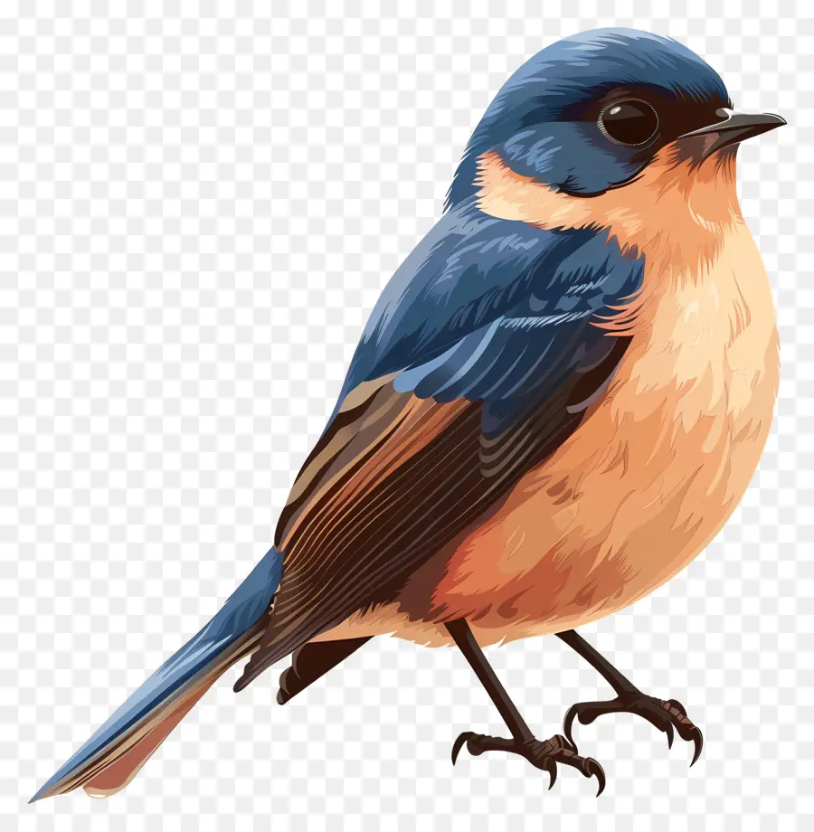 Oiseau，L'oiseau Bleu PNG