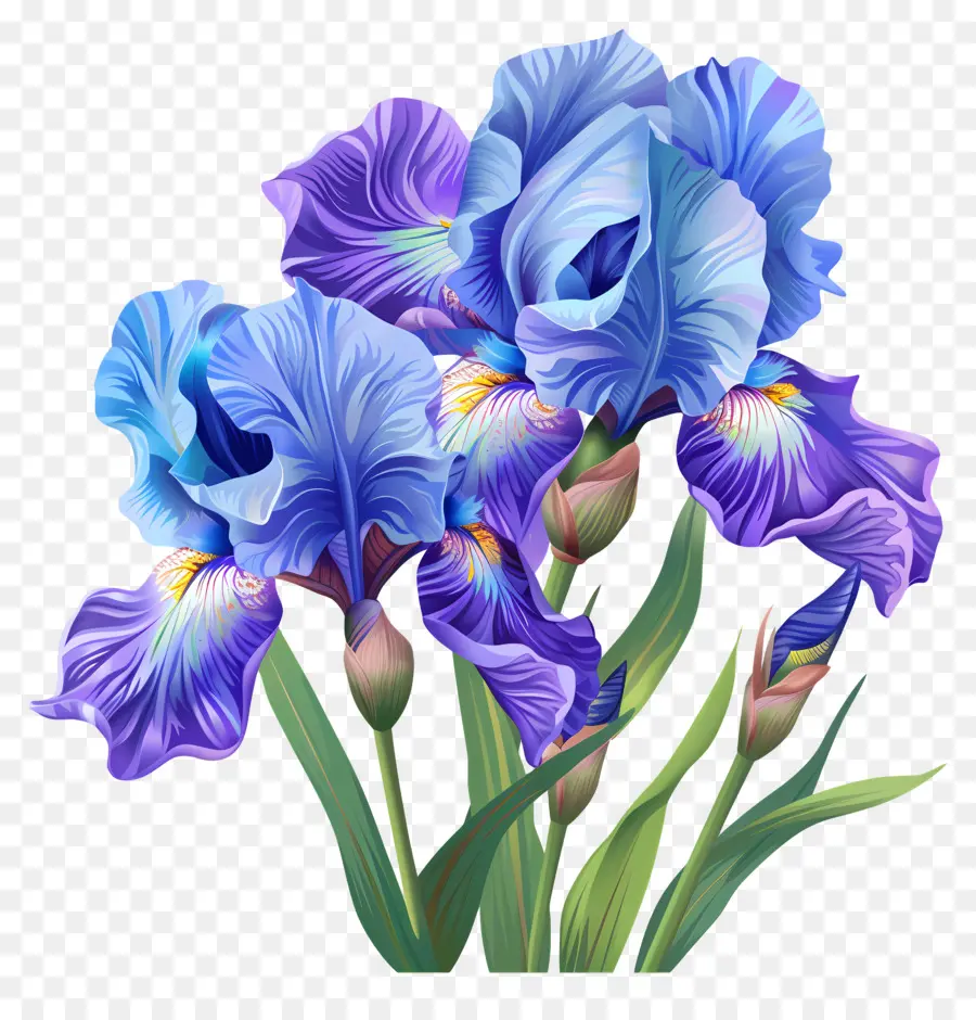 Iris，Fleurs De L'iris Bleu PNG