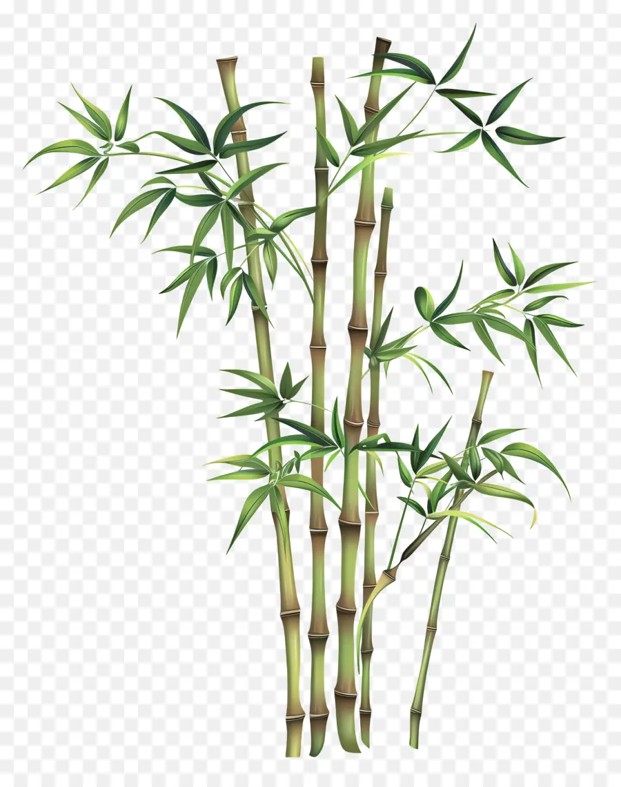Bambou，Des Plantes De Bambou PNG