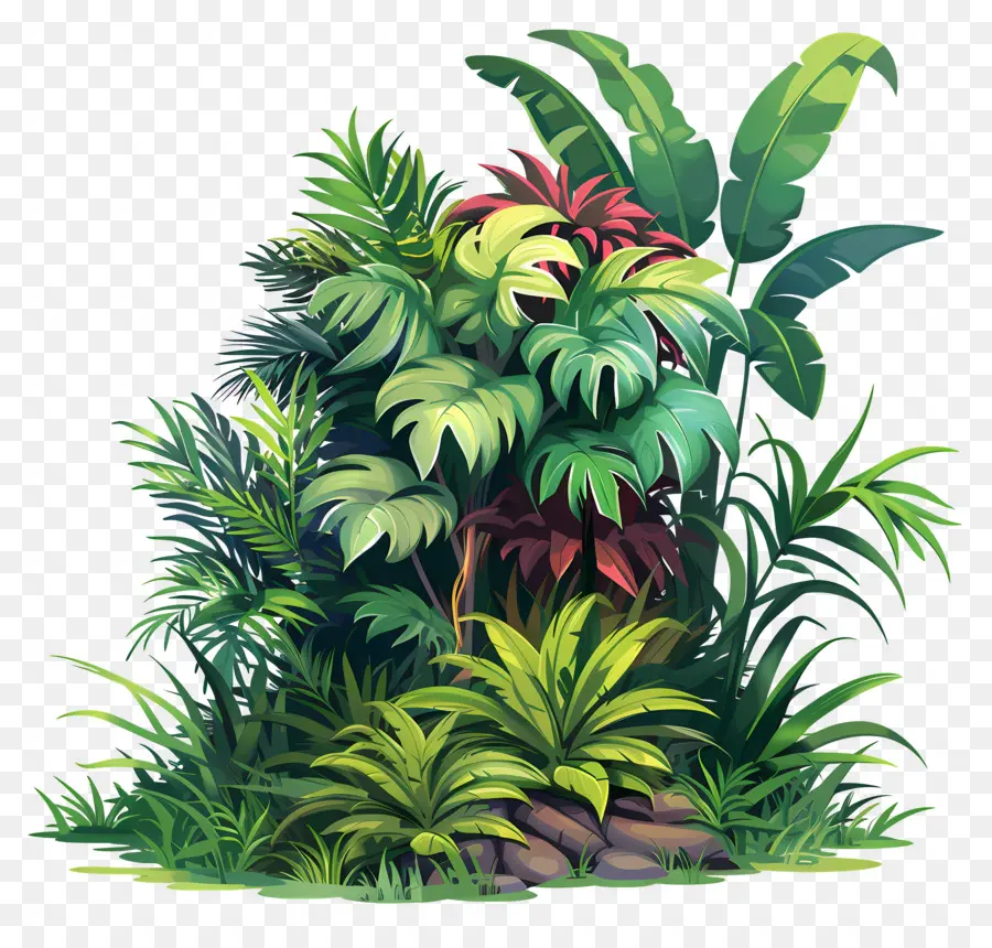 La Végétation Naturelle，La Jungle Tropicale PNG