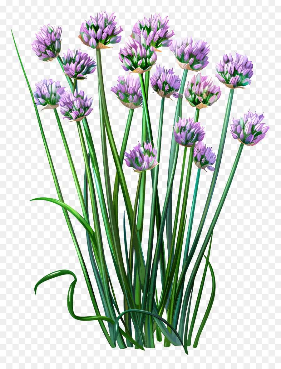 Ciboulette，Fleurs Violettes PNG