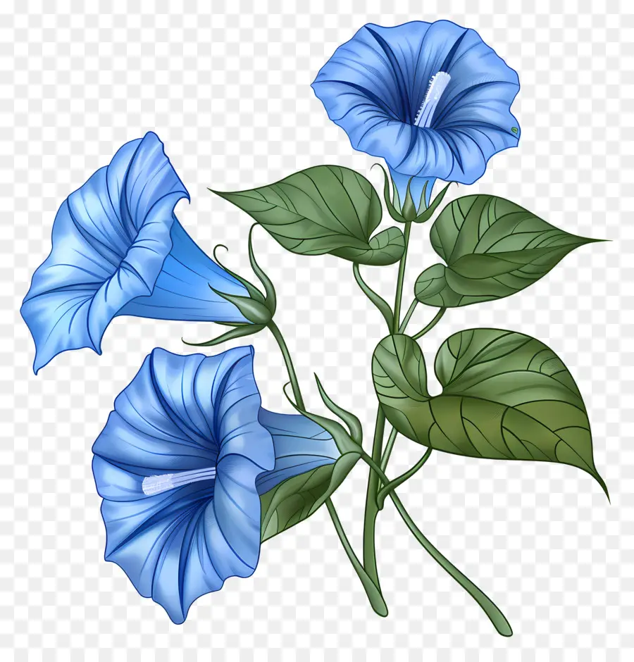 Fleur De Gloire Du Matin，Fleurs De Gloire Du Matin Bleu PNG