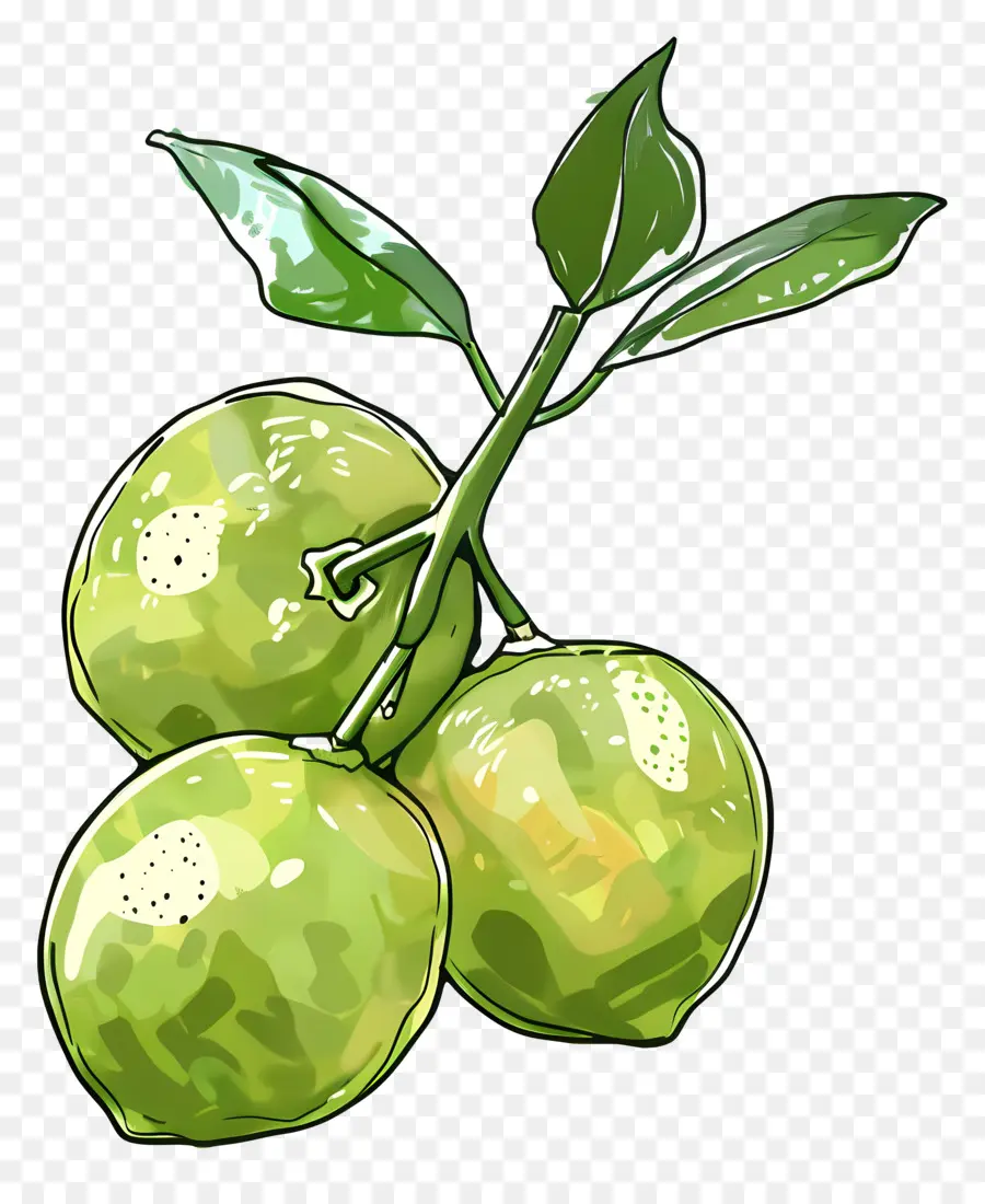 Agrumes Verts，Limes PNG