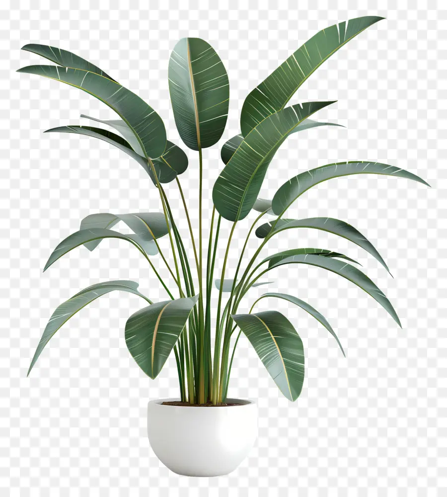 Plante Intérieure Tropicale，Plante En Pot PNG