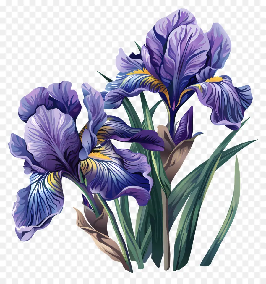 Iris，Iris Violets PNG