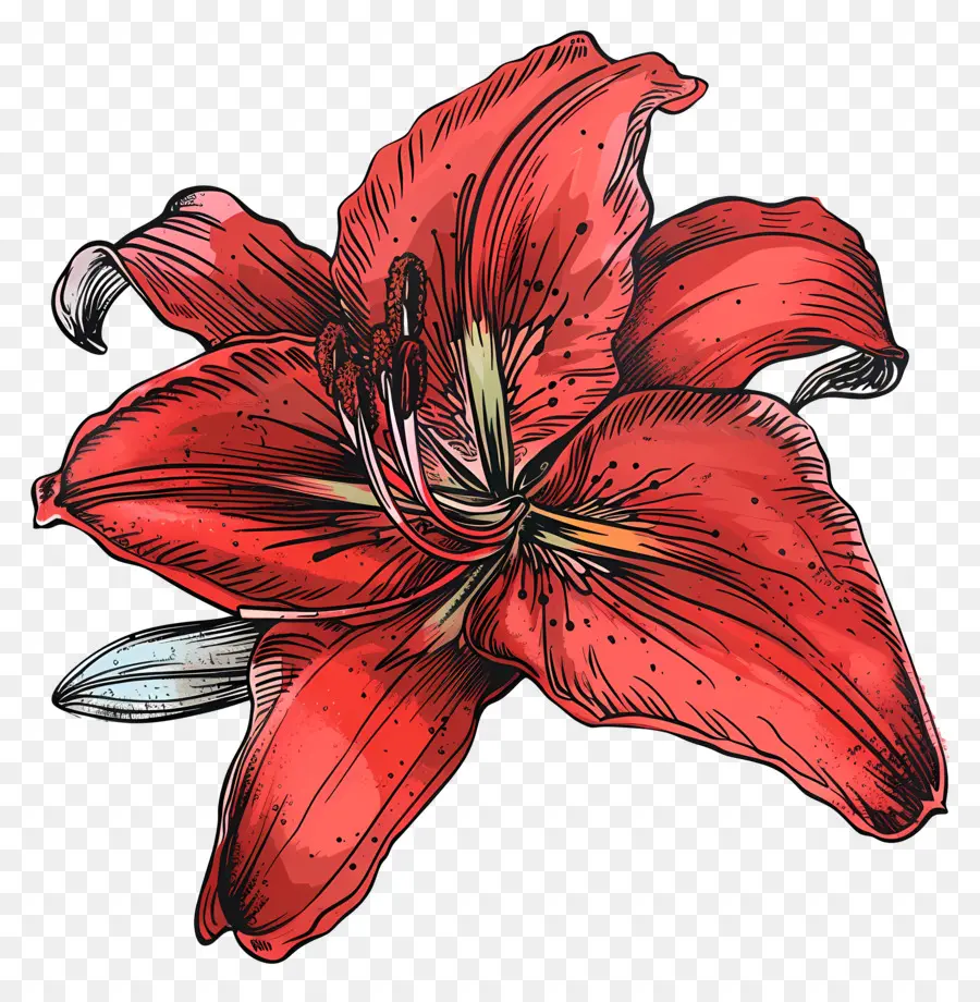 Lily Rouge，Fleur PNG