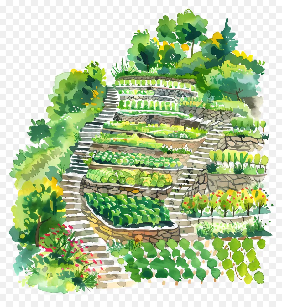 Agriculture En Terrasse，Jardin En Terrasses PNG