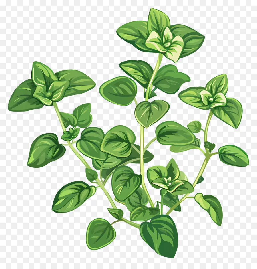 L'origan，Plante Verte PNG