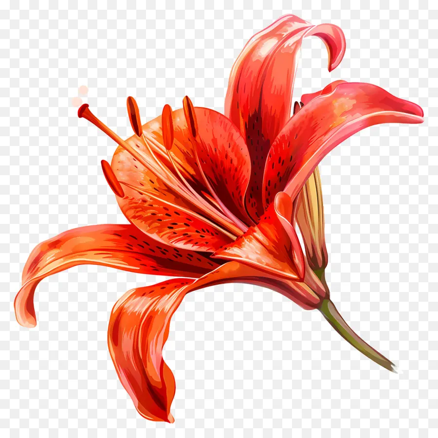 Lily Rouge，Lys Orange PNG