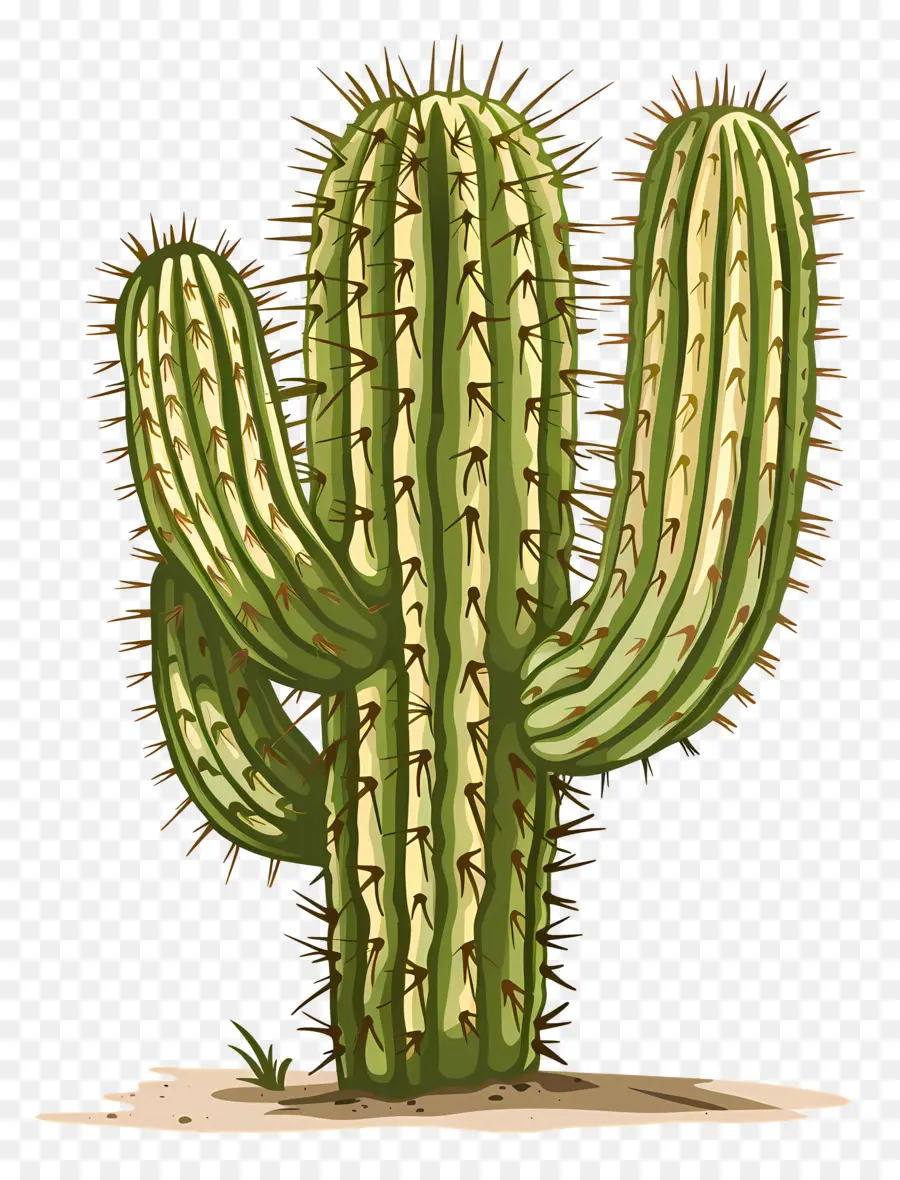 Cactus，Feuilles Vertes PNG