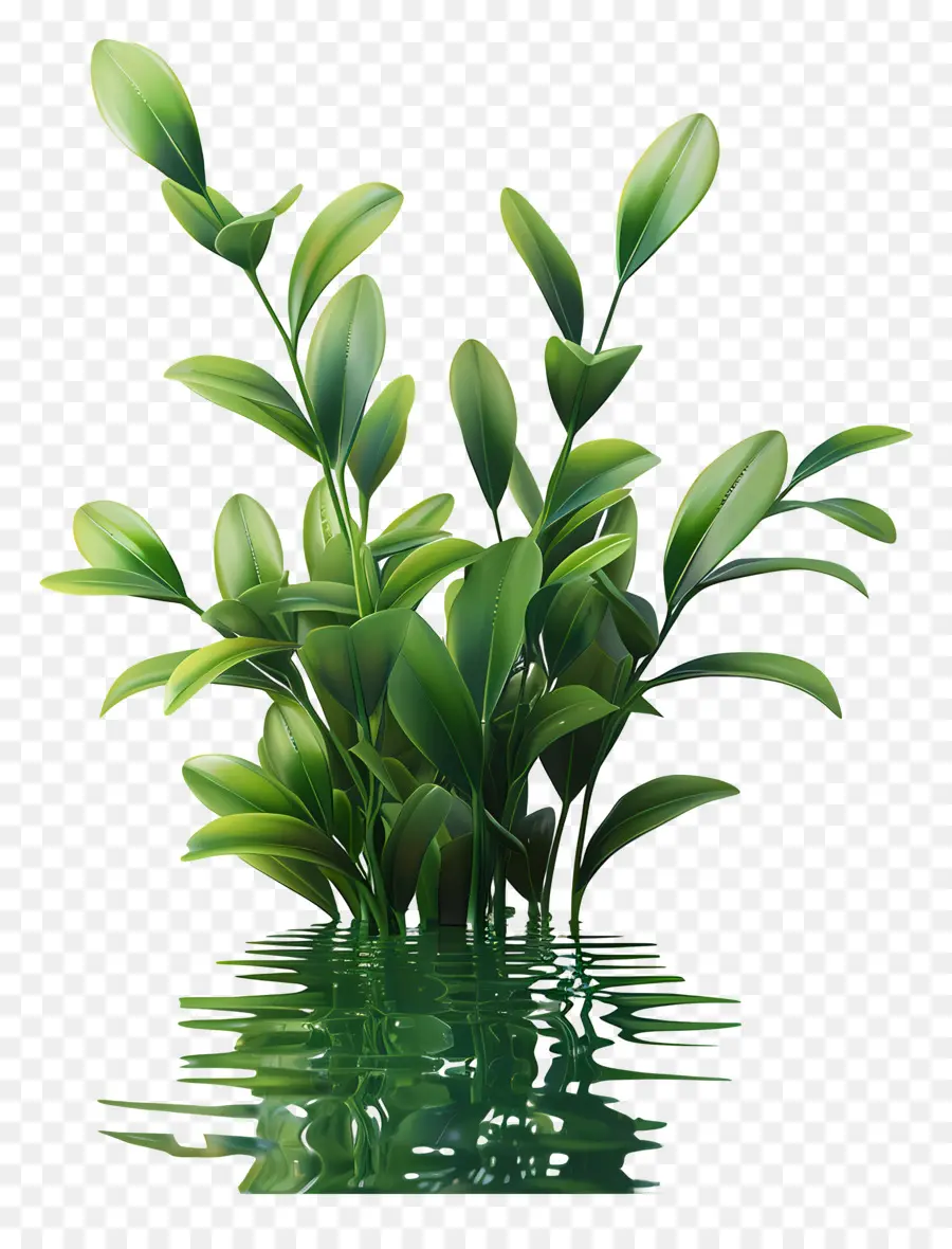 Les Plantes D'eau，Plante Verte PNG
