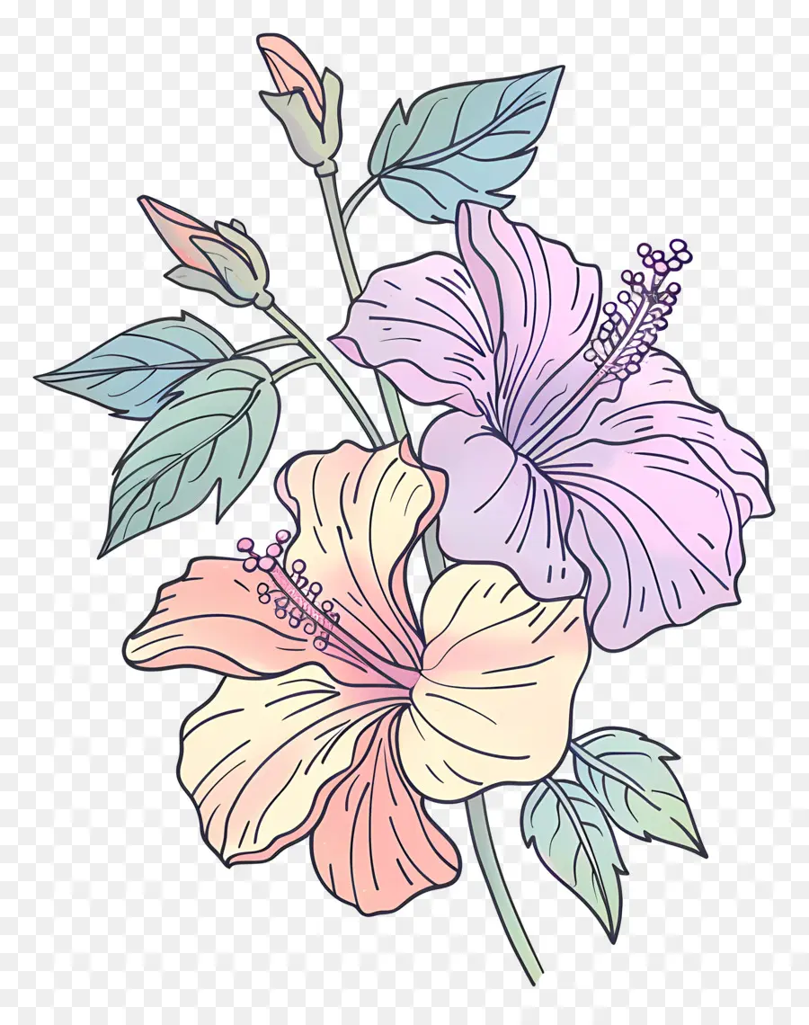 Hibiscus，Fleurs D'hibiscus PNG