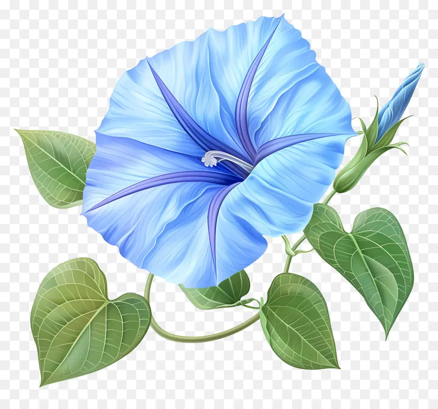 Fleur De Gloire Du Matin，Fleur Bleue PNG
