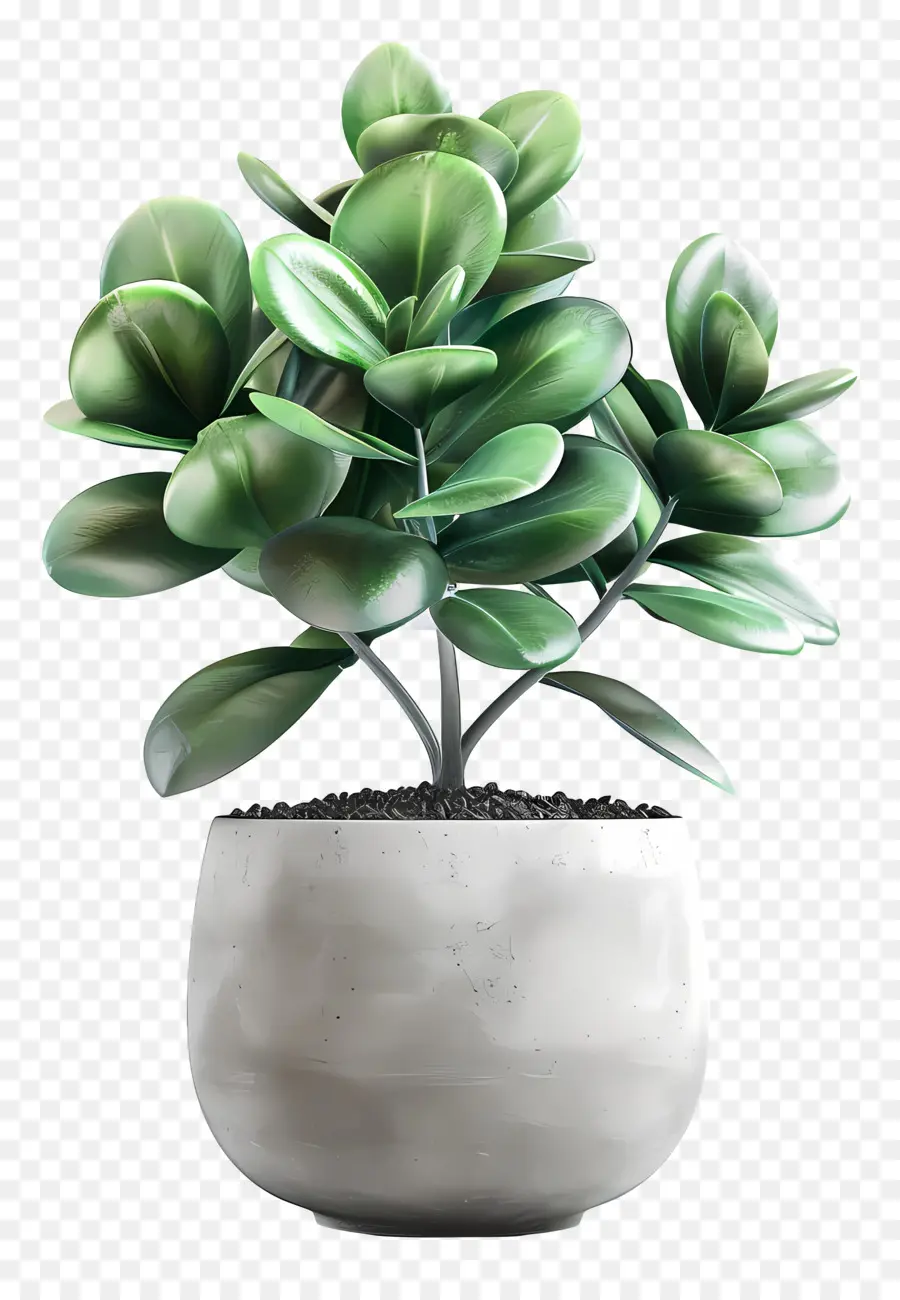 Petite Plante Intérieure，Vase En Béton PNG