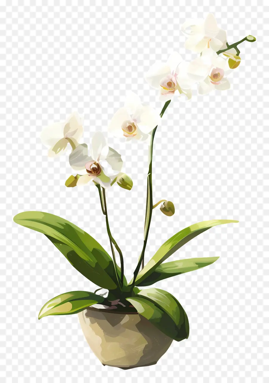 Orchidée De Sciences Agricoles De Shenzhen，Plante D'orchidée Blanche PNG