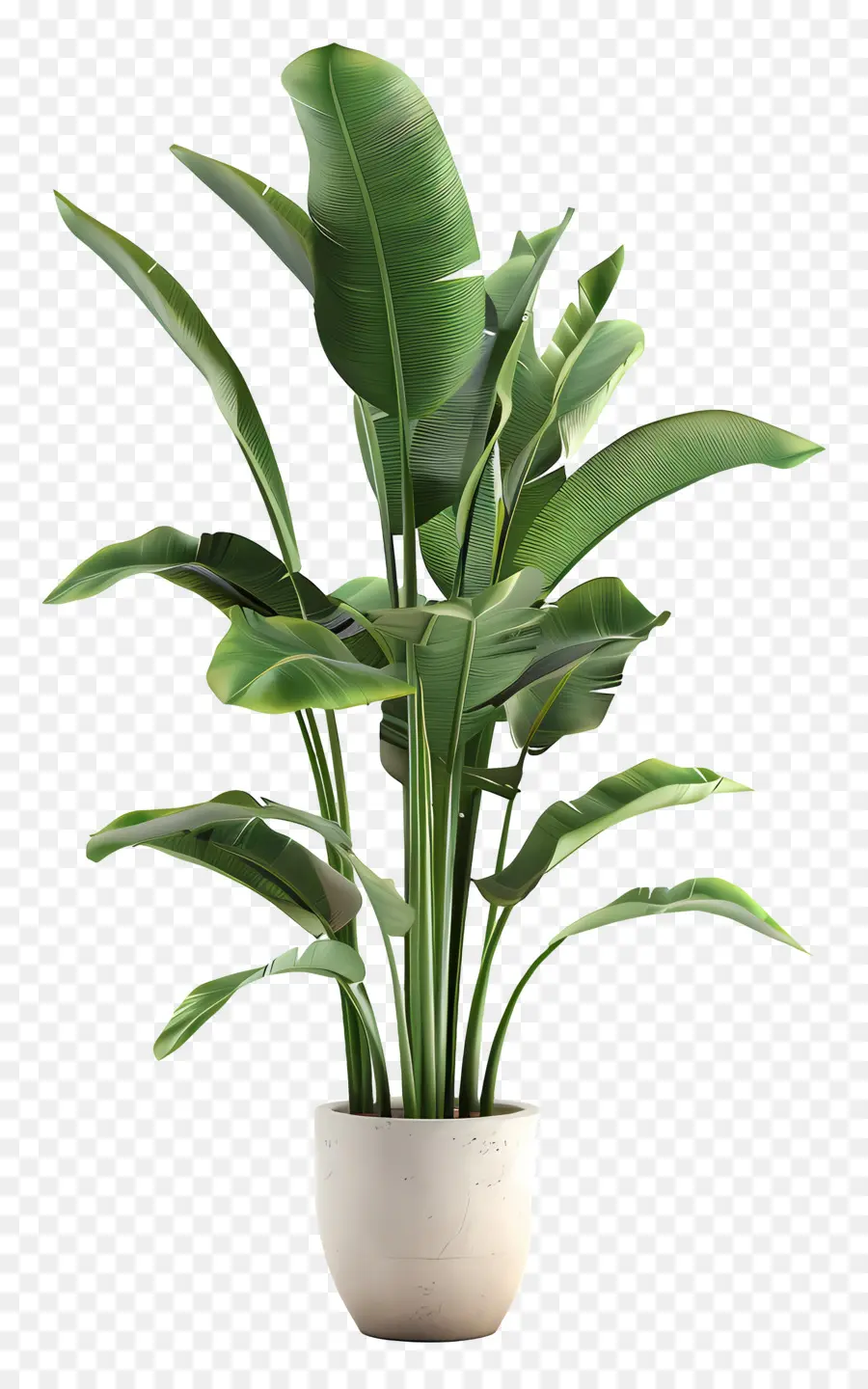 Grande Plante Intérieure，Bananier PNG