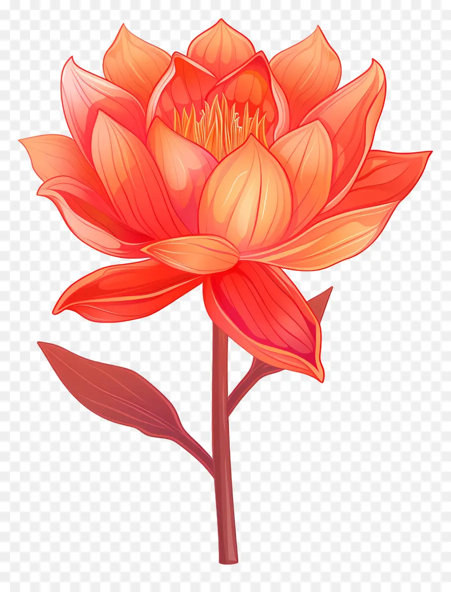 Fleur D'estomac，Fleur De Lotus PNG