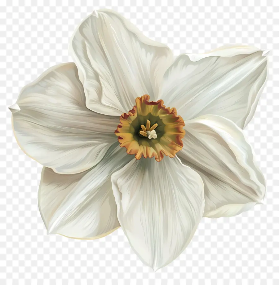 Jonquille Blanche，Fleur Blanche PNG